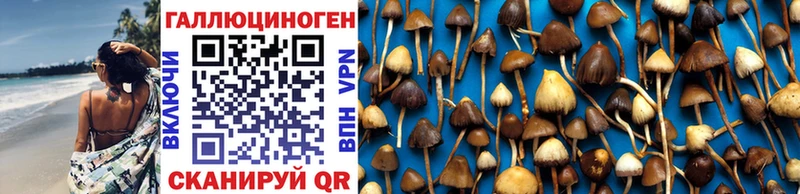 hydra как войти  Магадан  Псилоцибиновые грибы Psilocybine cubensis 
